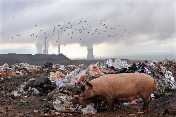Lợn ăn đồ thừa ở bãi rác gần thành phố Bitola, Macedonia - Sputnik Việt Nam