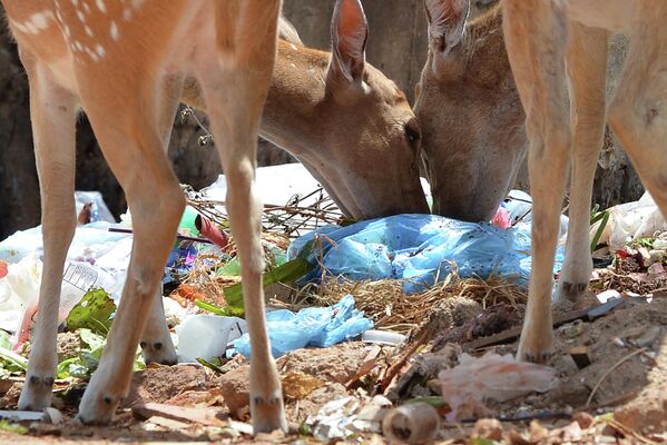 Hươu lục lọi trong đống rác thải ở khu đất trống ở vùng Trincomalee, Sri Lanka - Sputnik Việt Nam