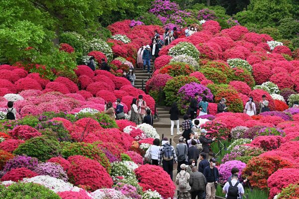 Lễ hội hoa đỗ quyên tại đền Nezu ở Tokyo - Sputnik Việt Nam
