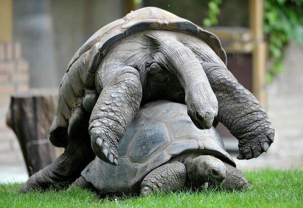 Hai con rùa khổng lồ ở vườn thú Krefeld, Đức - Sputnik Việt Nam