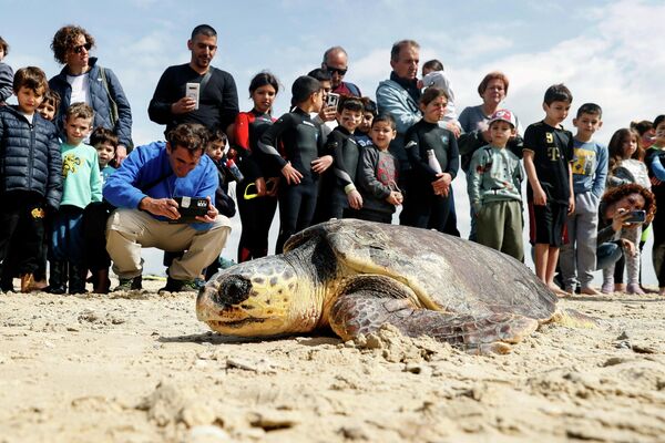Đám đông xem một con rùa biển được thả xuống Địa Trung Hải sau khi được chữa trị - Sputnik Việt Nam