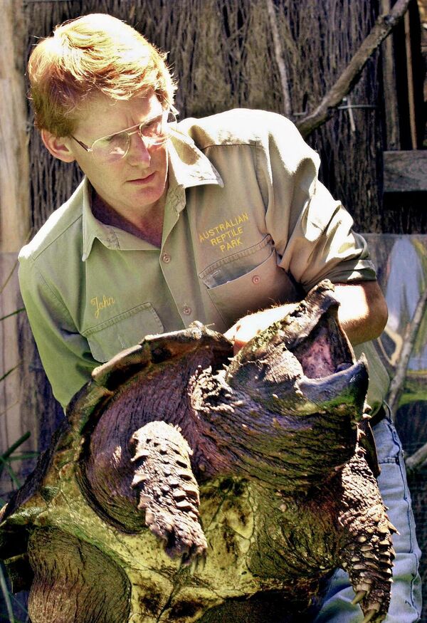 Giám đốc Công viên Bò sát Úc khoe con rùa kền kền quý hiếm - Sputnik Việt Nam