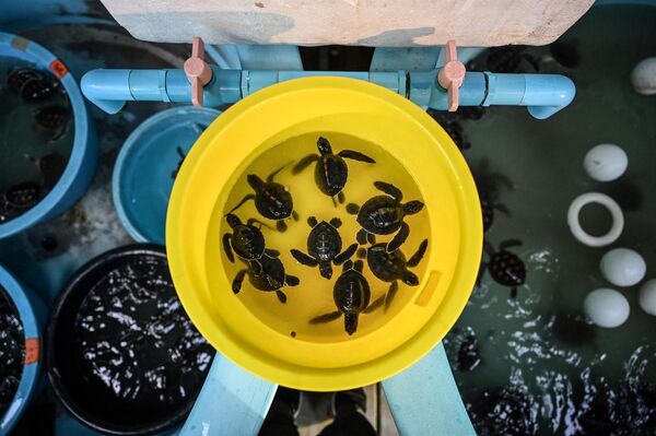 Đàn rùa biển con được nuôi dưỡng tại Trung tâm sinh vật biển Phuket - Sputnik Việt Nam