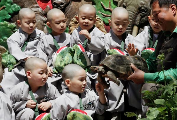 Trẻ em xem con rùa trong chuyến thăm công viên giải trí Everland ở Yongin, Hàn Quốc - Sputnik Việt Nam