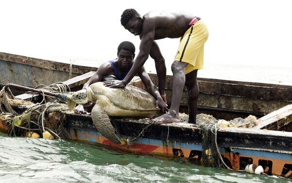 Ngư dân Senegal thả rùa biển xuống biển sau khi cứu nó khỏi lưới đánh cá của họ - Sputnik Việt Nam