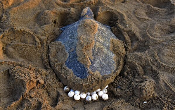 Rùa màu ô liu (Lepidochelys olivacea) đẻ trứng trên cát trên bãi biển cách Bhubaneswar, Ấn Độ 140 km về phía tây nam - Sputnik Việt Nam