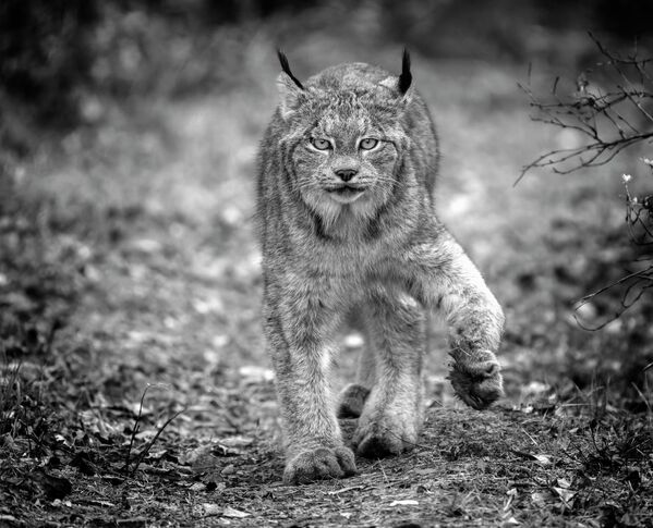 &#x27;&#x27;Wild Lynx on the prowl&#x27;&#x27;, nhiếp ảnh gia Canada Mark Duffy, Giải Merit Award tại All About Photo Awards 2022 - Sputnik Việt Nam