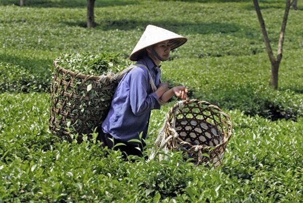 Nông dân hái lá chè trên đồn điền ở huyện Thanh Sơn, tỉnh Phú Thọ, miền bắc Việt Nam, vào năm 2006 - Sputnik Việt Nam