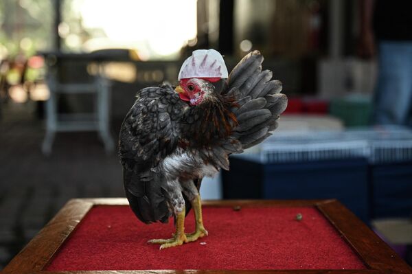 Chú gà nhóc Seram trước cuộc thi sắc đẹp ở Kampung Jenjarom, Malaysia - Sputnik Việt Nam