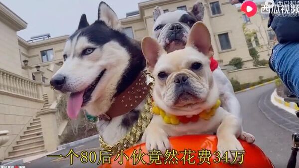 Những chú chó Trung Quốc sống trong biệt thự trị giá 50.000 USD - Sputnik Việt Nam