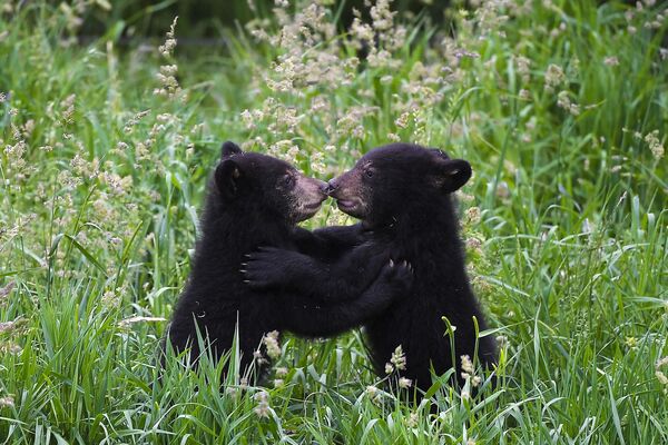 Hai chú gấu đen chơi đùa trong lần đi dạo đầu tiên tại vườn thú Sainte-Croix ở Rhodes, miền đông nước Pháp. - Sputnik Việt Nam