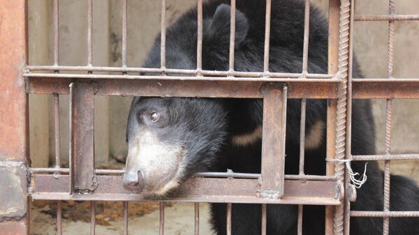 Tình trạng nuôi gấu lấy mật tại thủ đô Hà Nội  - Sputnik Việt Nam