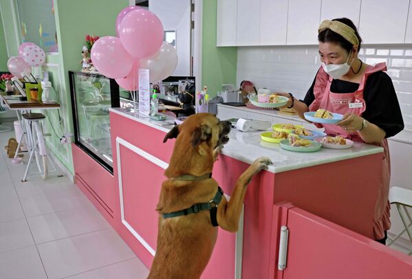 Chủ nhân quán Happy Bark Day – quán cà phê chó đầu tiên ở Dubai đang phục vụ khách hàng. - Sputnik Việt Nam