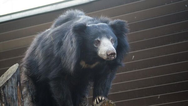 Gấu lười trong vườn thú Moskva - Sputnik Việt Nam