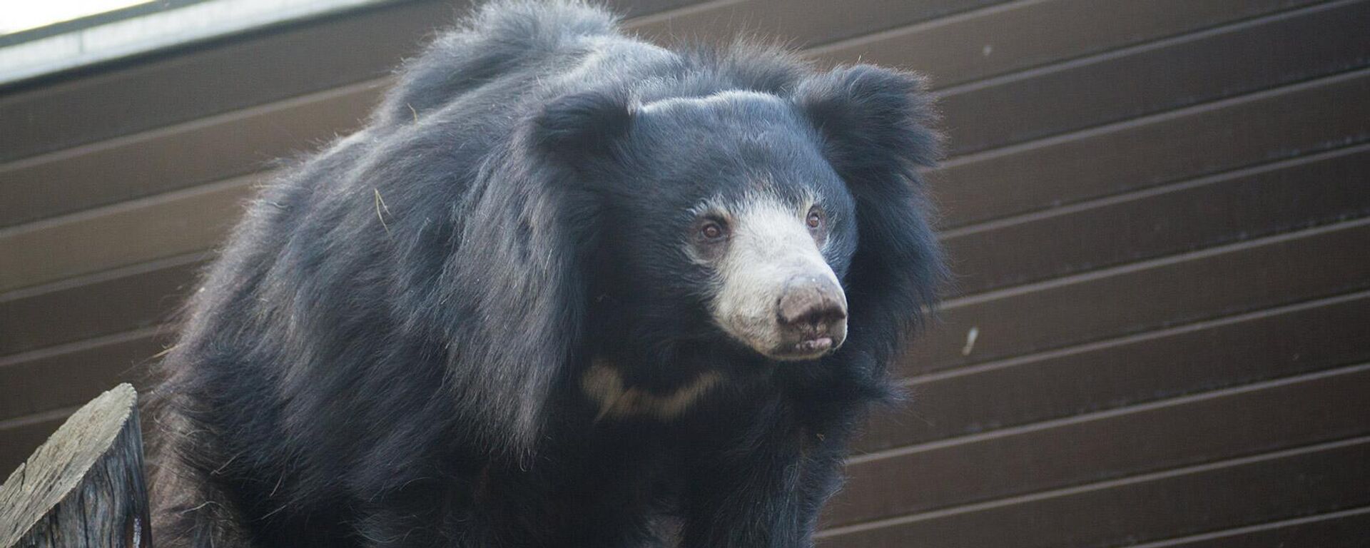 Gấu lười trong vườn thú Moskva - Sputnik Việt Nam, 1920, 07.06.2022