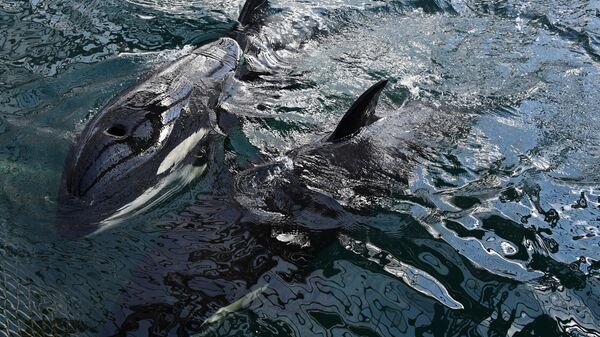 Cá voi sát thủ đánh chìm tàu ở eo biển Gibraltar
