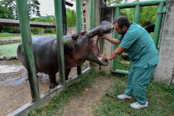 Bác sĩ thú y kiểm tra răng của hà mã tại vườn thú Caricuao ở Caracas. - Sputnik Việt Nam