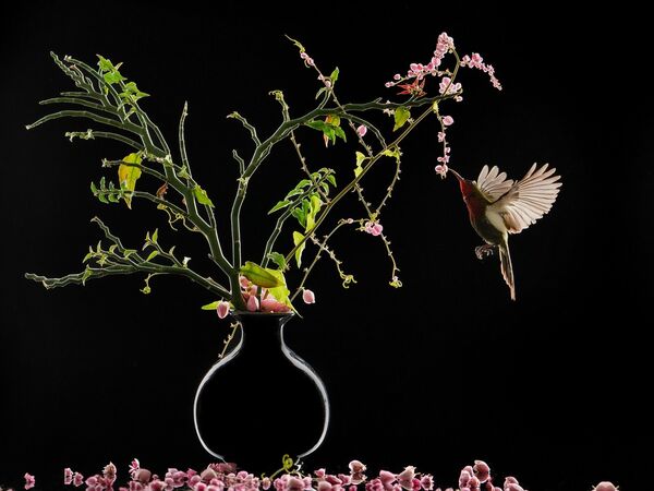 &quot;Flowers and Bird&quot; (Hoa và Chim) của nhiếp ảnh gia Indonesia Budi Gunawan đã giành vị trí đầu tiên trong hạng mục &quot;Still Life&quot; (Tĩnh vật), 2022 Creative Photo Awards - Sputnik Việt Nam