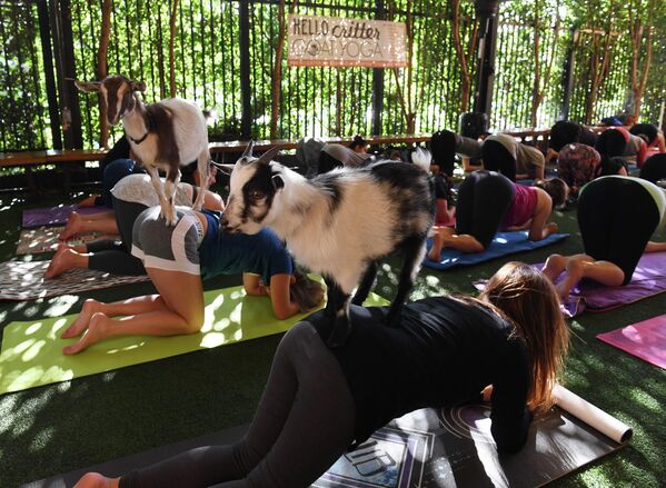 Tại lớp tập yoga cùng với dê lùn Nigeria do nhóm Yoga &quot;Hello Critter Goat Yoga&quot; hướng dẫn tại Golden Road Pub ở Los Angeles. - Sputnik Việt Nam