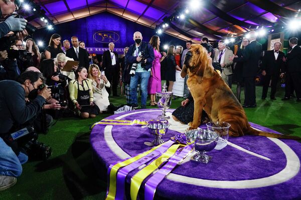 Người chiến thắng tại hội thi chó Westminster Kennel Club Dog Show ở Tarrytown, New York, USA. - Sputnik Việt Nam