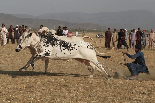 Một người Pakistan trong cuộc đua bò tót. - Sputnik Việt Nam