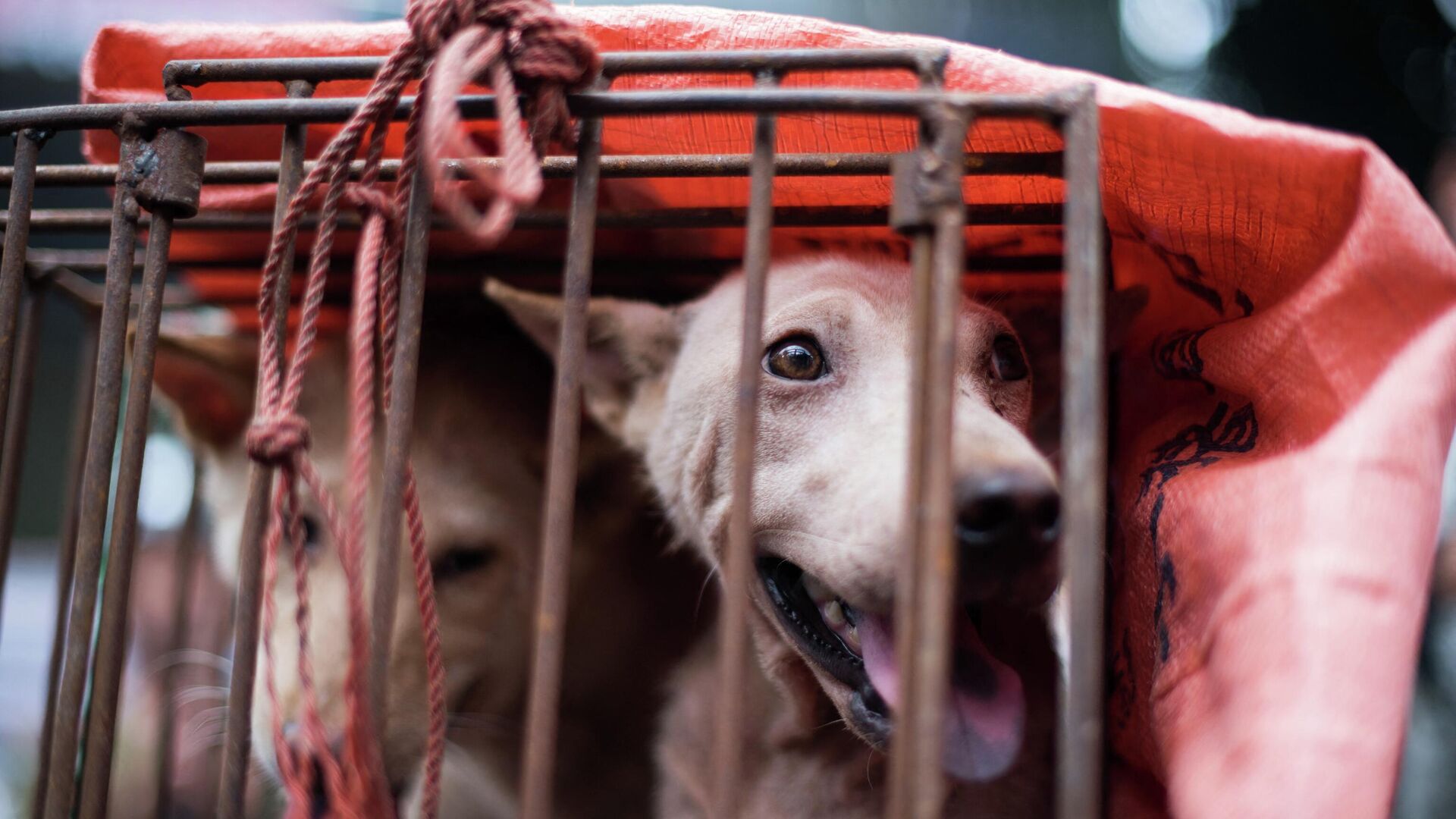 Chó bị nhốt trong cũi tại quầy ở chợ trong lễ hội thịt chó tại Du Lâm, Trung Quốc - Sputnik Việt Nam, 1920, 24.06.2022