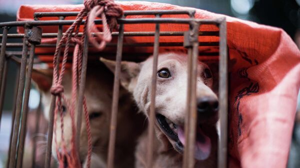 Chó bị nhốt trong cũi tại quầy ở chợ trong lễ hội thịt chó tại Du Lâm, Trung Quốc - Sputnik Việt Nam