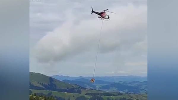 Đám mây hình con bò: Bò bay đến bác sĩ bằng trực thăng - Sputnik Việt Nam