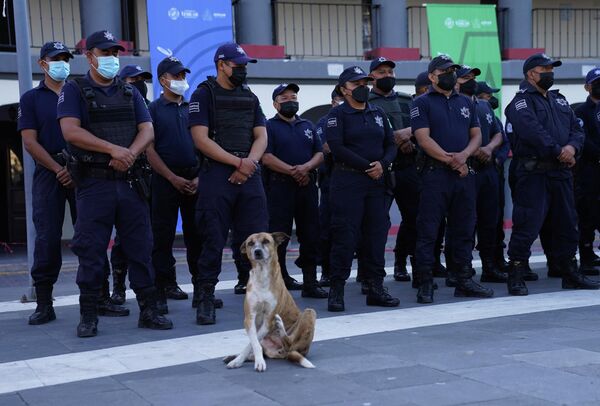 Con chó lang thang trên đường phố giơ chân trước cảnh sát ở bang Mexico - Sputnik Việt Nam