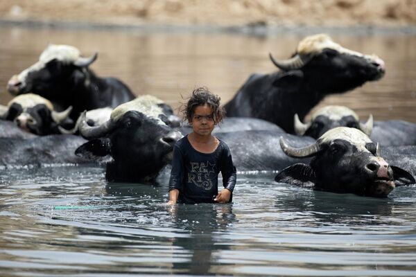 Cô bé chăn trâu đưa đàn trâu giải nóng trong làn nước sông Diyala khô cạn, là một nhánh của sông Tigris, ở vùng Al-Fadiliya phía đông Baghdad - Sputnik Việt Nam