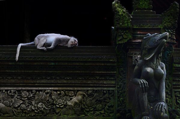 Khỉ đuôi dài Bali, Macaca fascicularis, ngủ trong Rừng khỉ thiêng ở Ubud, Bali - Sputnik Việt Nam