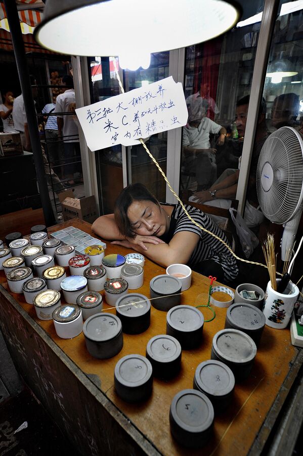 Người phụ nữ bán dế ngủ trước tủ trưng bày hộp côn trùng của mình tại chợ côn trùng và thú cưng ở Thượng Hải - Sputnik Việt Nam