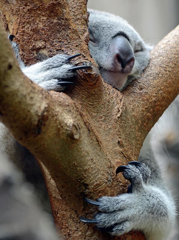 Gấu túi ngủ trên cây ở vườn thú Duisburg, miền tây nước Đức - Sputnik Việt Nam