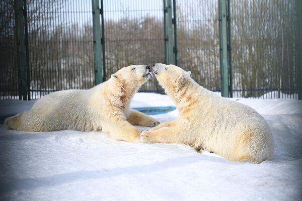 Gấu Bắc Cực trong trung tâm sinh sản của các loài động vật quý hiếm của vườn thú Moskva - Sputnik Việt Nam