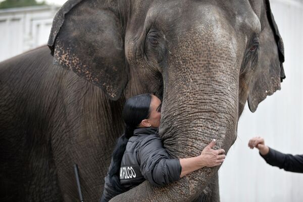 Nhân viên rạp xiếc hôn một con voi trong công viên ở Bucharest, Romania - Sputnik Việt Nam