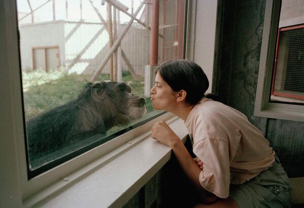 Nghiên cứu sinh khoa tâm lý học Heather Bartolet hôn một con tinh tinh cái, Washoe, qua cửa sổ kính tại Viện Tinh tinh và Giao tiếp Con người ở Ellensburg, Hoa Kỳ - Sputnik Việt Nam