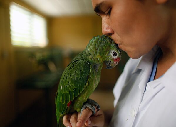 Bác sĩ thú y Tatiana Teran hôn một con vẹt tại Trung tâm Cứu hộ Động vật của Vườn thú Quốc gia, Managua - Sputnik Việt Nam