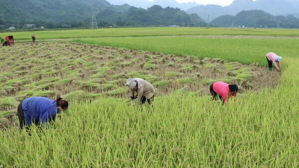 Người dân huyện Phong Thổ thu hoạch lúa tẻ râu - Sputnik Việt Nam