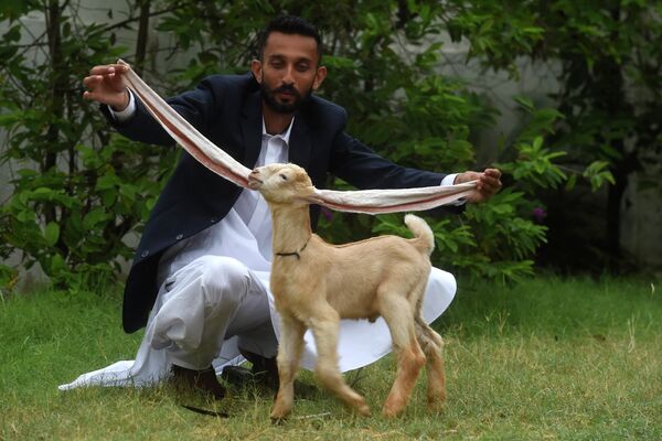 Người chăn nuôi Mohammad Hasan Narejo khoe đôi tai của con dê Simbaở Karachi. - Sputnik Việt Nam