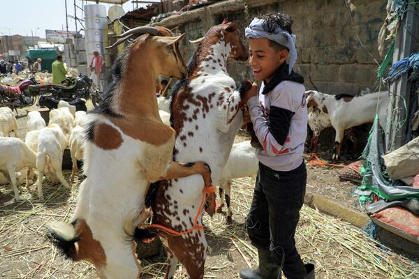 Cậu bé Yemen chơi với dê tại một chợ chăn nuôi ở thủ đô Sana&#x27;a. - Sputnik Việt Nam