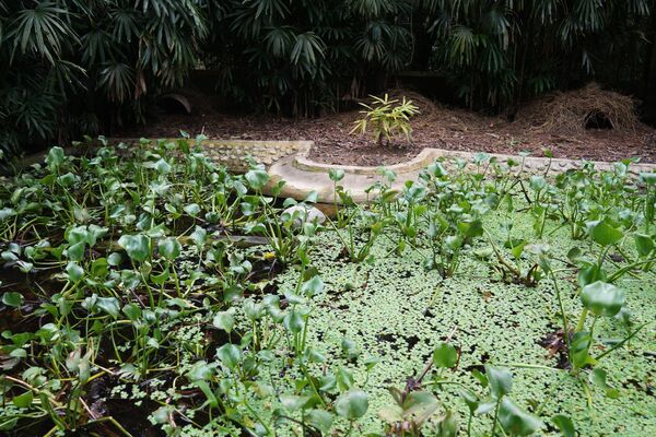 Khu sinh sống của loài rùa đất lớn thuộc Trung tâm Bảo tồn Rùa (TCC) tại VQG Cúc Phương, tỉnh Ninh Bình, Việt Nam - Sputnik Việt Nam