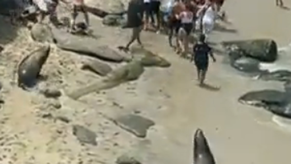 Video: Sư tử biển đuổi du khách đang nghỉ trên bãi biển - Sputnik Việt Nam