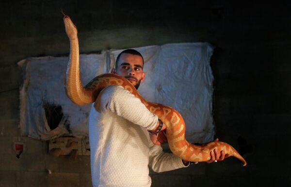Người yêu rắn, ông Omar Ibrahim chơi với con trăn bạch tạng Molurus tại nhà riêng ở thành phố Nablus, Bờ Tây phía Bắc Palestine. - Sputnik Việt Nam