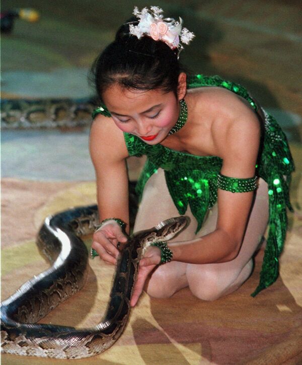 Cô gái và con rắn trong buổi biểu diễn tại rạp xiếc Hà Nội. - Sputnik Việt Nam