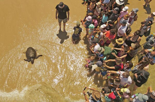 Mọi người xem con rùa biển được các bác sĩ thú y tại Trung tâm Cứu hộ Rùa Biển Quốc gia trên bờ biển Beit Yanai, Israel điều trị vết thương. - Sputnik Việt Nam