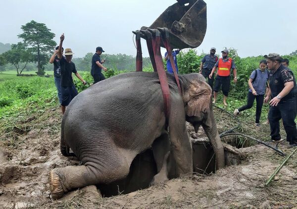 Hoạt động cứu hộ để vớt chú voi con bị rơi xuống hố ở tỉnh Nakhon Nayok, miền trung Thái Lan. - Sputnik Việt Nam