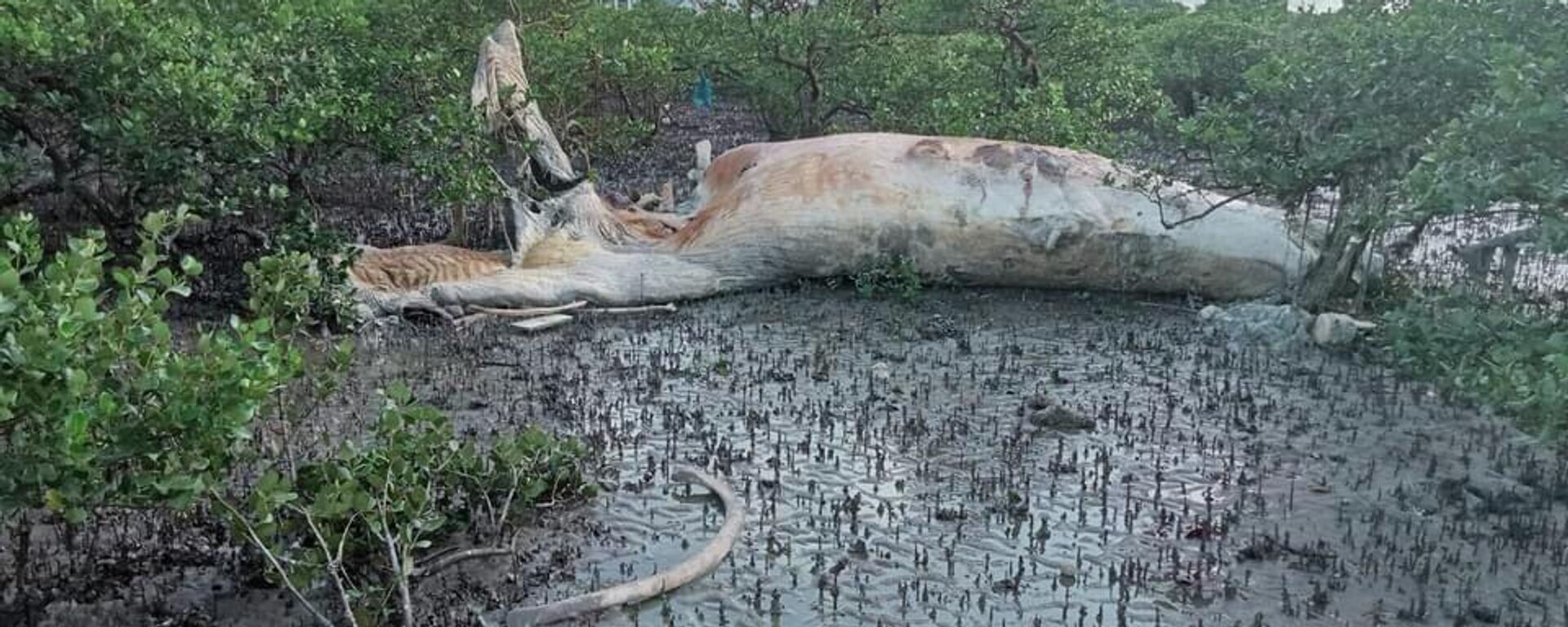 Quảng Ninh: Phát hiện xác cá voi “khủng” dạt vào bờ tại xã đảo Quan Lạn  - Sputnik Việt Nam, 1920, 18.07.2022