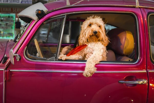 Chú chó Chauffeur của nhiếp ảnh gia Thổ Nhĩ Kỳ Mehmet Aslan, chung kết cuộc thi Animal Friends Comedy Pet Photo Awards 2022. - Sputnik Việt Nam