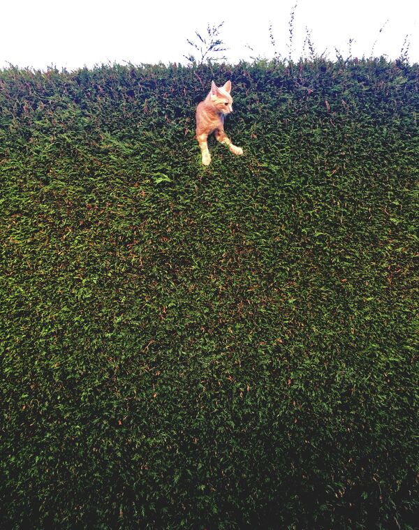 Jack the Cat stuck in the hedge (Chú mèo Jack bị mắc kẹt trong hàng rào) của nhiếp ảnh gia Anh Freya Sharpe, chung kết cuộc thi Animal Friends Comedy Pet Photo Awards 2022. - Sputnik Việt Nam