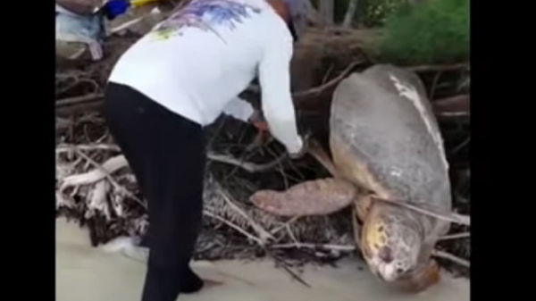 Người đàn ông tốt bụng giải cứu rùa khổng lồ, trả nó về biển - Sputnik Việt Nam